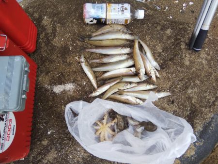 カレイはまだ・・落ちギス良好‼…