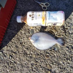 高砂港にキスの引き釣り