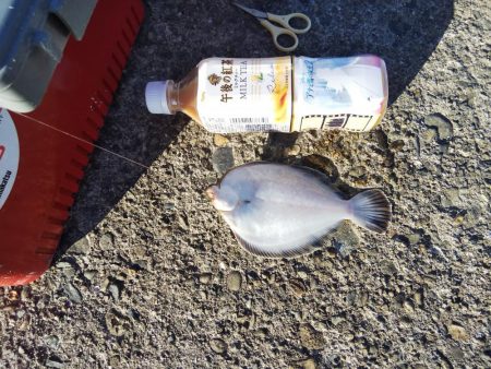 高砂港にキスの引き釣り