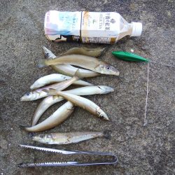 落ちギス活発、カレイはマダ‼️