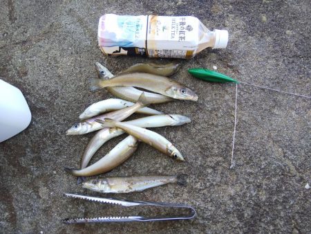 落ちギス活発、カレイはマダ‼…