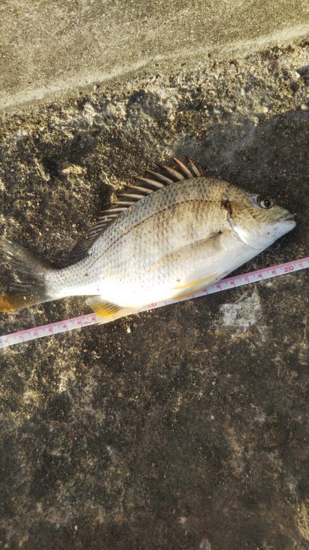 夕方、やや強い風、波少し立ち気味