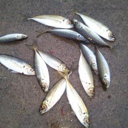 ふかせアジ釣り