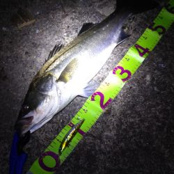 マイワパターン