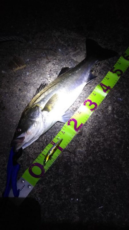 マイワパターン