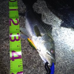 湾奥パトロール