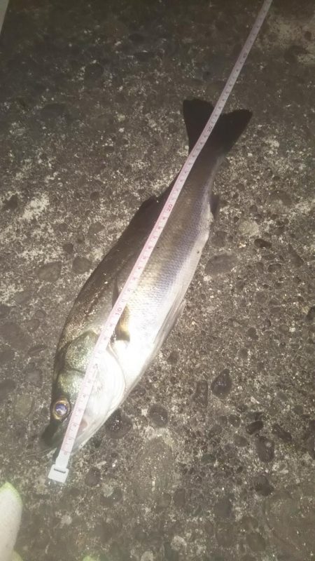 最高サイズセイゴ33cm