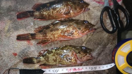 今日も釣れました