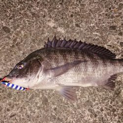 ジグでも釣れます