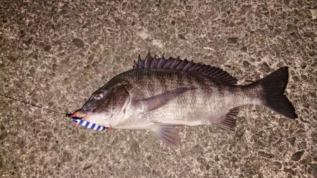 ジグでも釣れます