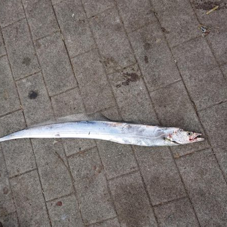 太刀魚1匹しか釣ってないのにお持ち帰り5匹…