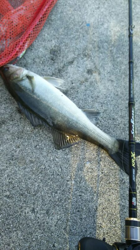 【苅田港】秋のシーバス調査～続き２