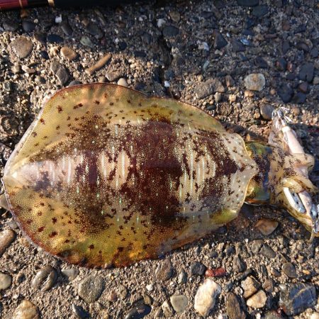 諦めかけたその時！