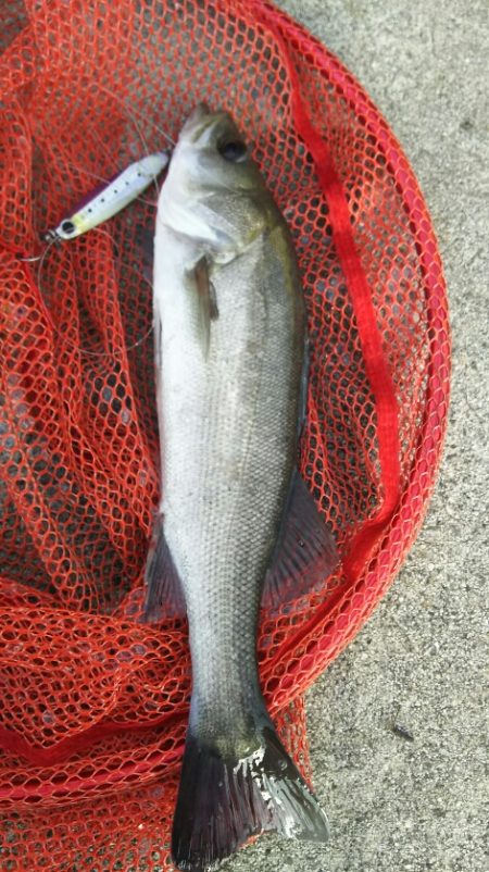 【苅田港】秋のシーバス調査～続き３