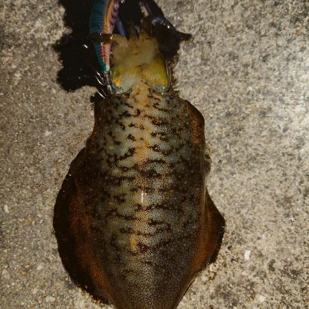 秘奥義しゃくりあわせ！