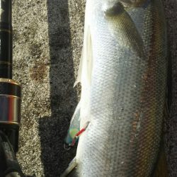 【苅田港】 秋のシーバス調査～続き４