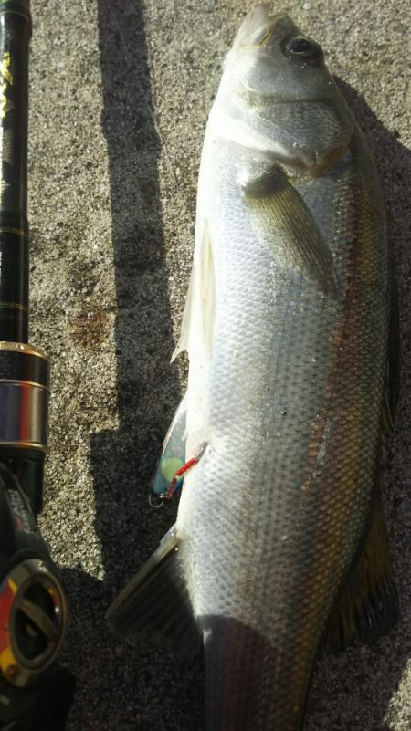 【苅田港】 秋のシーバス調査～続き４