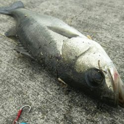 【苅田港】秋のシーバス調査~手仕舞い