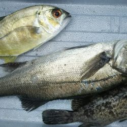 トウゴロウイワシ大群接岸中