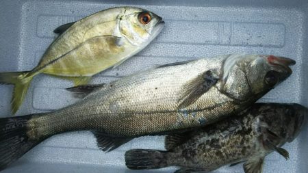 トウゴロウイワシ大群接岸中