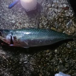 サバパーティー