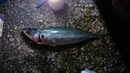 サバパーティー