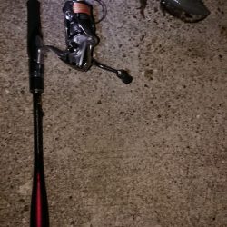 ネコがイカ食ったら腰抜かすってホンマ?