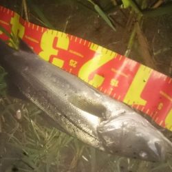 円山川シーバス