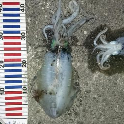 当たりが多かった