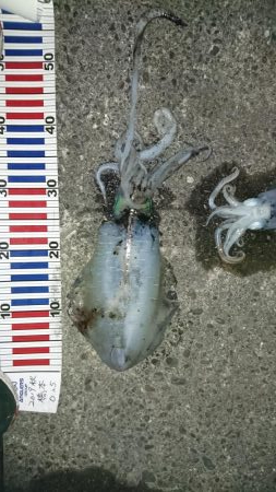 当たりが多かった