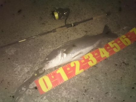 昨日よりサイズアップ！