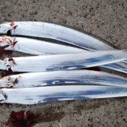 タチウオ最盛期