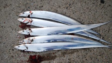 タチウオ最盛期