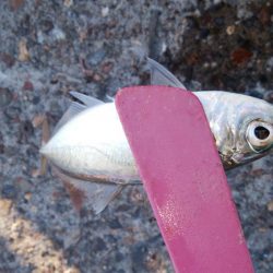 今日もサクッとアジング