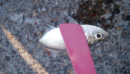 今日もサクッとアジング