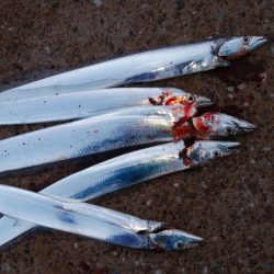 タチウオ今日はよかった