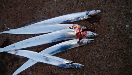 タチウオ今日はよかった