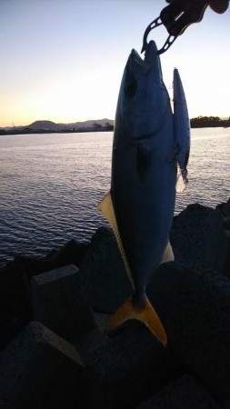 シーバスのはずが…