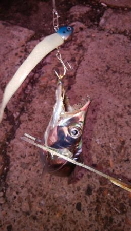 タチウオ日ムラはしょうがないな