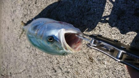 日に日にベイトがいなくなってるような