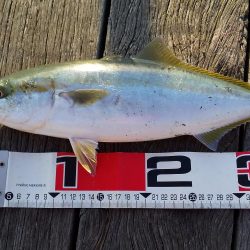 ライトショアジギング