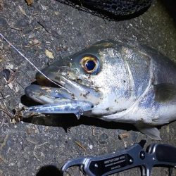 久しぶりのおっきい魚