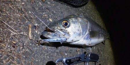 久しぶりのおっきい魚