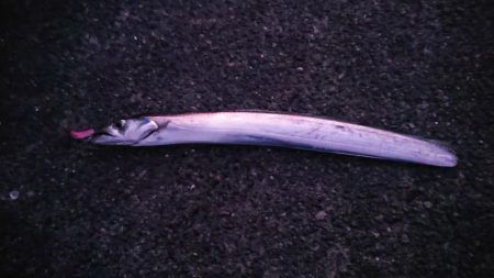 人生２度目の淡路島で初タチウオ！