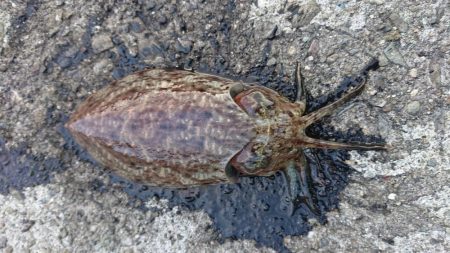 またもコウイカ