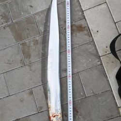 タチウオ&サゴシ