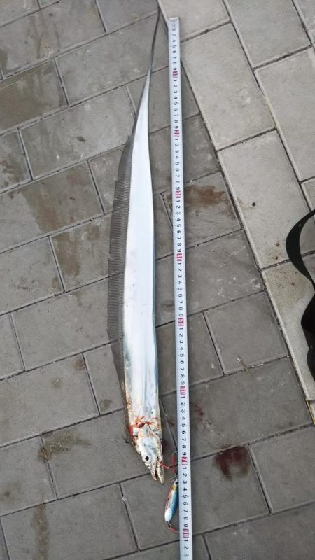 タチウオ&サゴシ