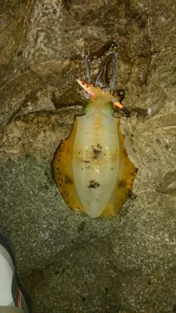 久しぶりの500オーバー