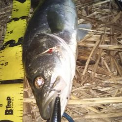 ぶらシーバス！！