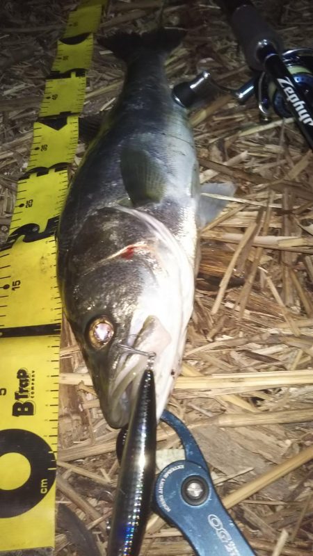 ぶらシーバス！！